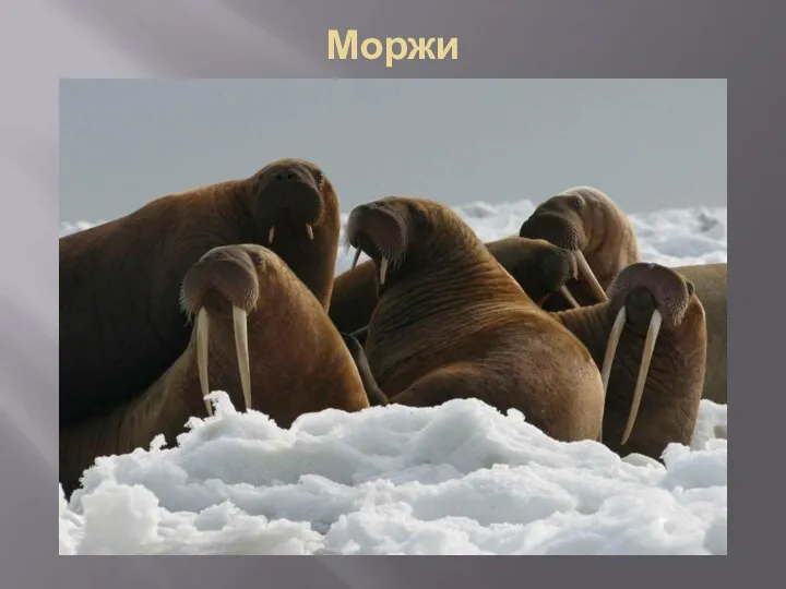 Моржи