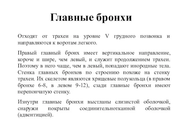 Главные бронхи Отходят от трахеи на уровне V грудного позвонка