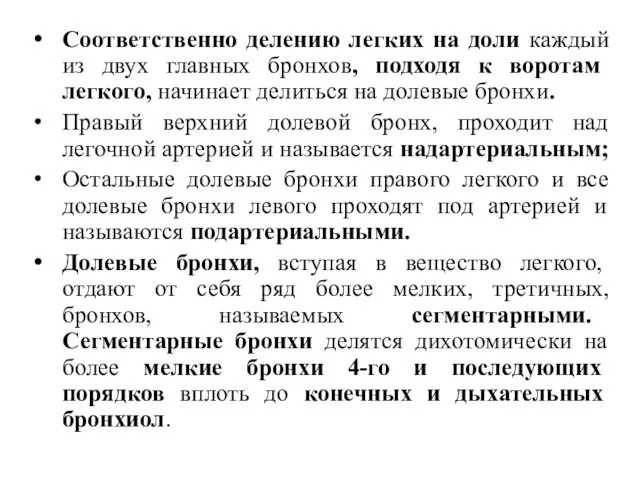 Соответственно делению легких на доли каждый из двух главных бронхов,