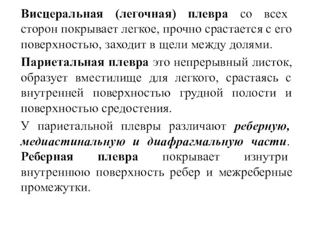 Висцеральная (легочная) плевра co всех сторон покрывает легкое, прочно срастается