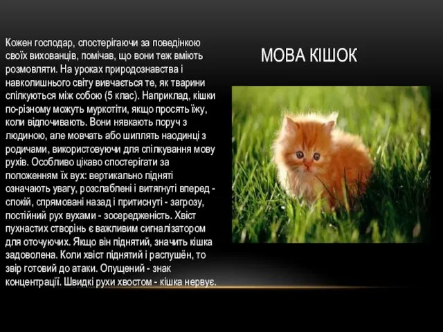 МОВА КІШОК Кожен господар, спостерігаючи за поведінкою своїх вихованців, помічав,