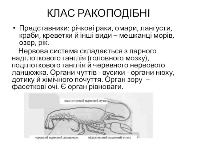 КЛАС РАКОПОДІБНІ Представники: річкові раки, омари, лангусти, краби, креветки й