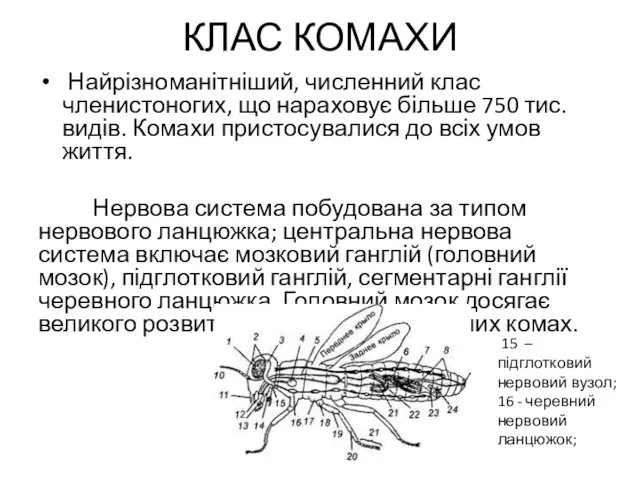 КЛАС КОМАХИ Найрізноманітніший, численний клас членистоногих, що нараховує більше 750