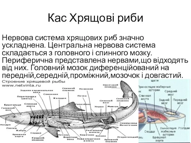 Кас Хрящові риби Нервова система хрящових риб значно ускладнена. Центральна
