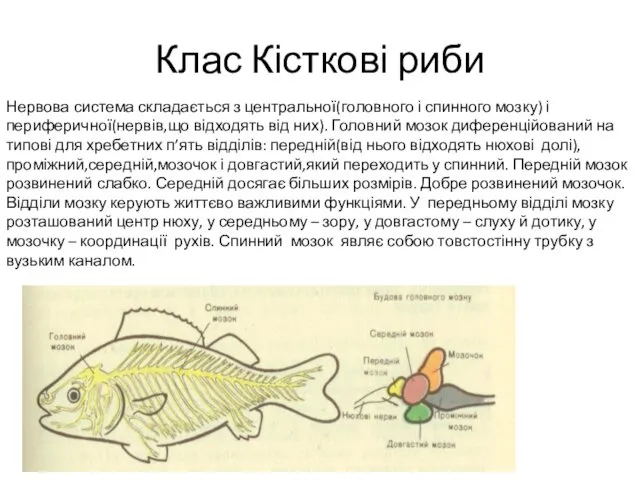 Клас Кісткові риби Нервова система складається з центральної(головного і спинного