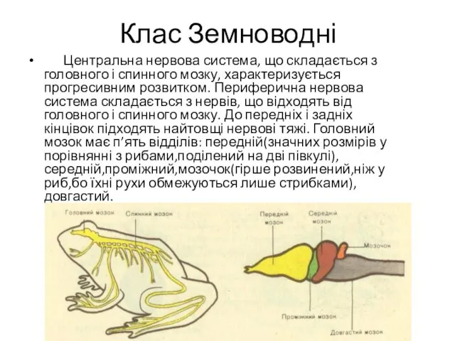 Клас Земноводні Центральна нервова система, що складається з головного і