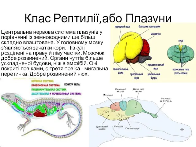 Клас Рептилії,або Плазуни Центральна нервова система плазунів у порівнянні із