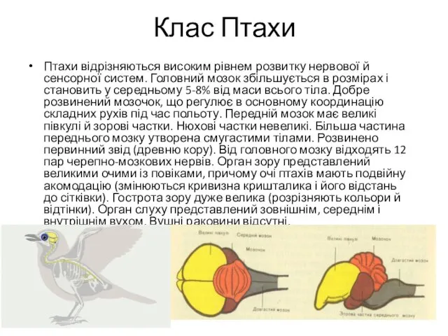 Клас Птахи Птахи відрізняються високим рівнем розвитку нервової й сенсорної