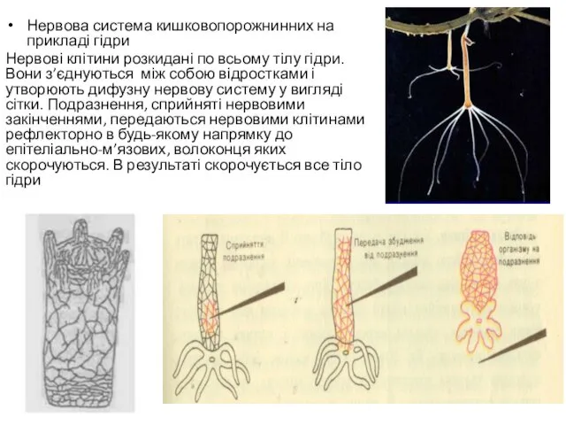 Нервова система кишковопорожнинних на прикладі гідри Нервові клітини розкидані по
