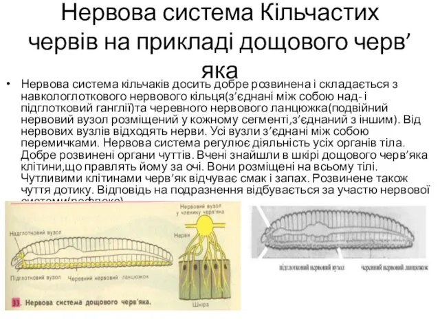 Нервова система Кільчастих червів на прикладі дощового черв’яка Нервова система