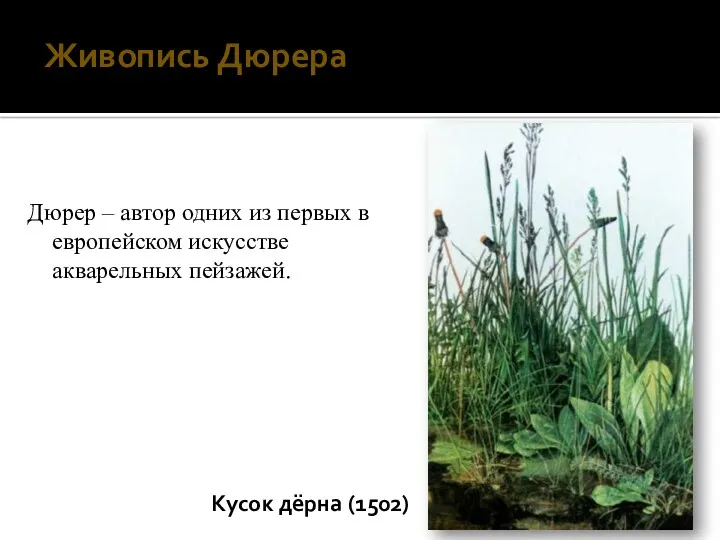 Кусок дёрна (1502) Дюрер – автор одних из первых в европейском искусстве акварельных пейзажей. Живопись Дюрера