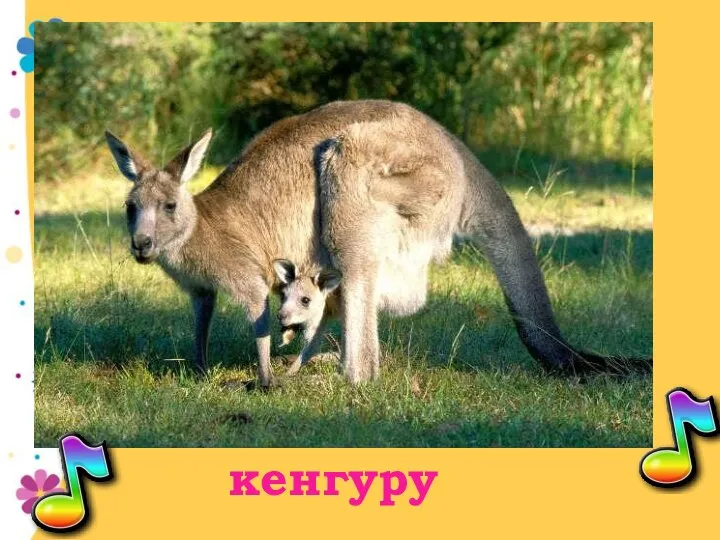 кенгуру