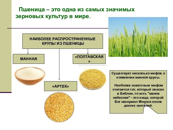 Пшеница – это одна из самых значимых зерновых культур в