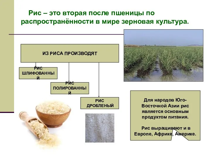 Рис – это вторая после пшеницы по распространённости в мире