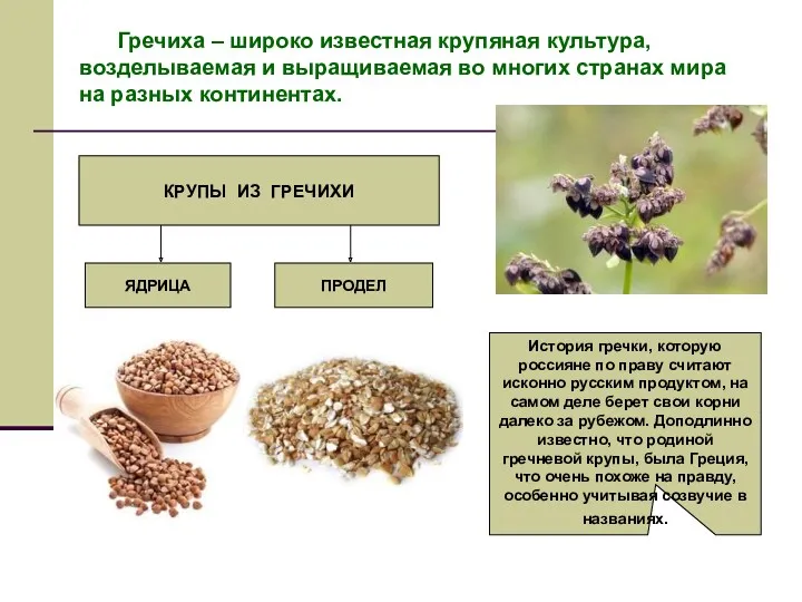 Гречиха – широко известная крупяная культура, возделываемая и выращиваемая во