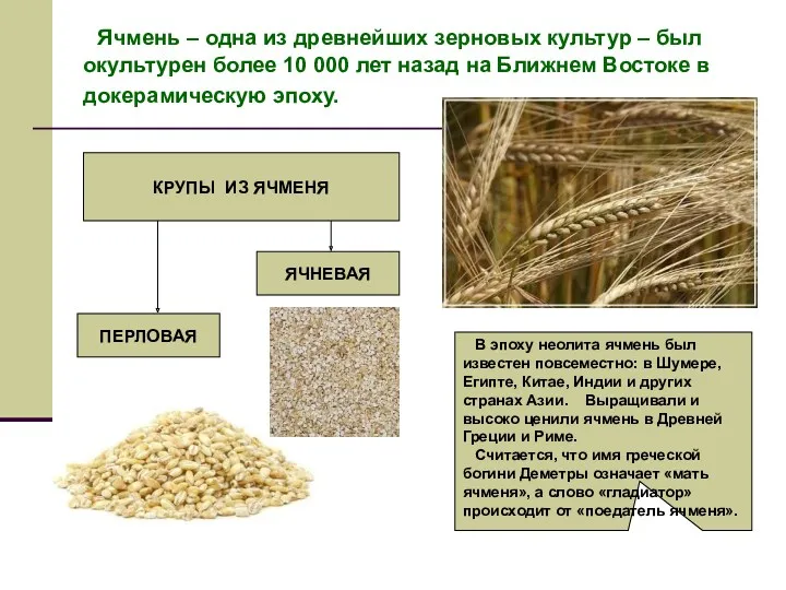 Ячмень – одна из древнейших зерновых культур – был окультурен