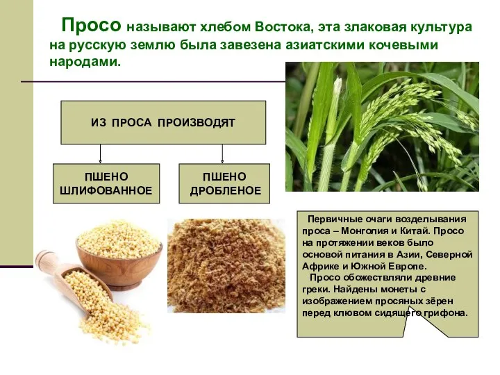 Просо называют хлебом Востока, эта злаковая культура на русскую землю