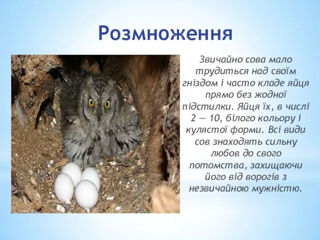 Розмноження Звичайно сова мало трудиться над своїм гніздом і часто кладе яйця прямо