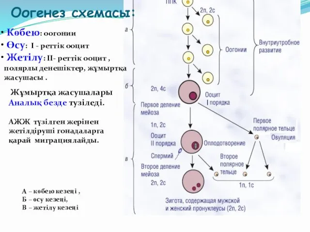 Оогенез схемасы: Көбею: оогонии Өсу: I - реттік ооцит Жетілу: