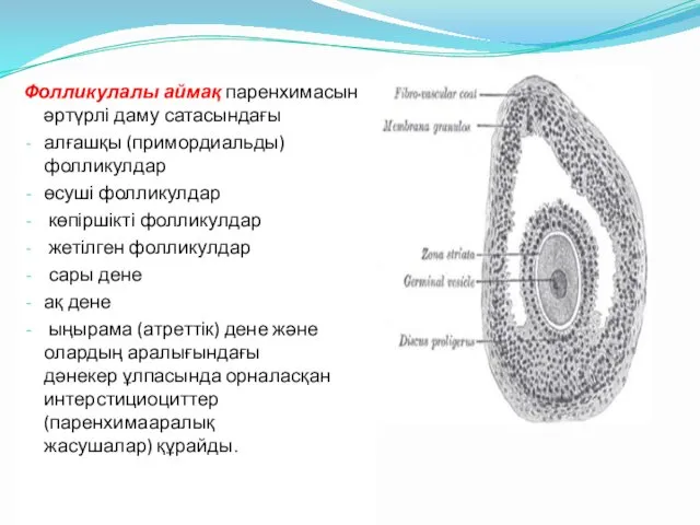 Фолликулалы аймақ паренхимасын әртүрлі даму сатасындағы алғашқы (примордиальды) фолликулдар өсуші