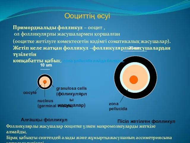 Ооциттің өсуі oocyte nucleus (germinal vesicle) granulosa cells (фоликулярлы жасушалар)