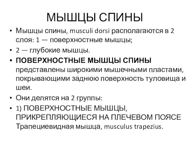 МЫШЦЫ СПИНЫ Мышцы спины, musculi dorsi располагаются в 2 слоя: