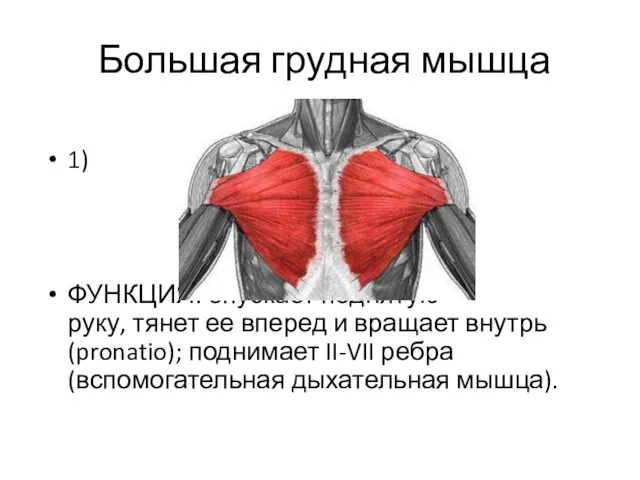 Большая грудная мышца 1) ФУНКЦИЯ: опускает поднятую руку, тянет ее
