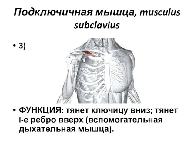 Подключичная мышца, musculus subclavius 3) ФУНКЦИЯ: тянет ключицу вниз; тянет I-е ребро вверх (вспомогательная дыхательная мышца).