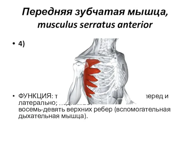 Передняя зубчатая мышца, musculus serratus anterior 4) ФУНКЦИЯ: тянет нижний