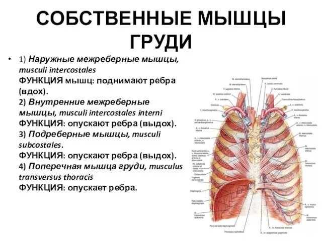 СОБСТВЕННЫЕ МЫШЦЫ ГРУДИ 1) Наружные межреберные мышцы, musculi intercostales ФУНКЦИЯ