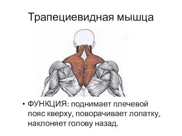 Трапециевидная мышца ФУНКЦИЯ: поднимает плечевой пояс кверху, поворачивает лопатку, наклоняет голову назад.