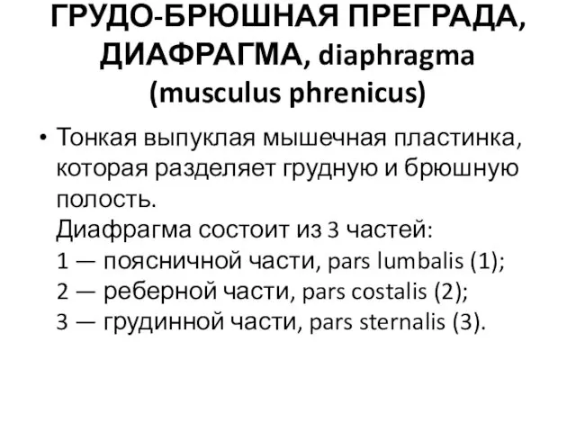 ГРУДО-БРЮШНАЯ ПРЕГРАДА, ДИАФРАГМА, diaphragma (musculus phrenicus) Тонкая выпуклая мышечная пластинка,