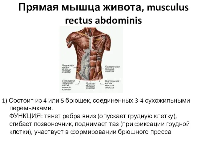 Прямая мышца живота, musculus rectus abdominis 1) Состоит из 4