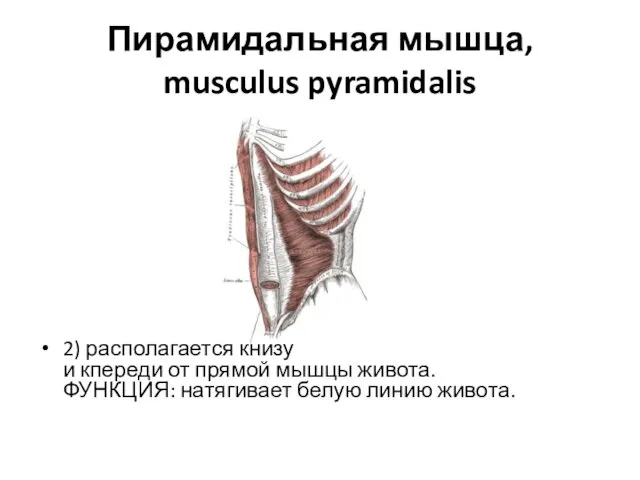 Пирамидальная мышца, musculus pyramidalis 2) располагается книзу и кпереди от