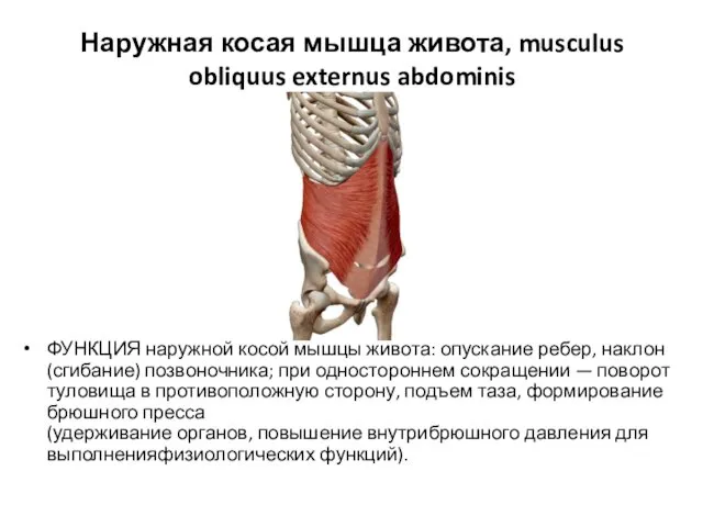 Наружная косая мышца живота, musculus obliquus externus abdominis ФУНКЦИЯ наружной