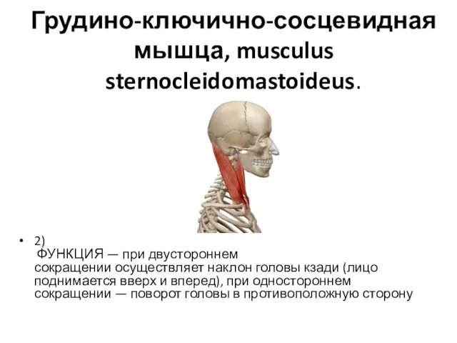 Грудино-ключично-сосцевидная мышца, musculus sternocleidomastoideus. 2) ФУНКЦИЯ — при двустороннем сокращении