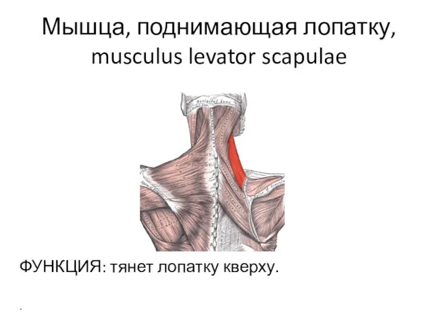 Мышца, поднимающая лопатку, musculus levator scapulae ФУНКЦИЯ: тянет лопатку кверху.