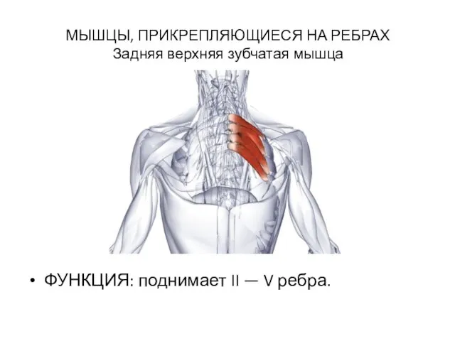 МЫШЦЫ, ПРИКРЕПЛЯЮЩИЕСЯ НА РЕБРАХ Задняя верхняя зубчатая мышца ФУНКЦИЯ: поднимает II — V ребра.