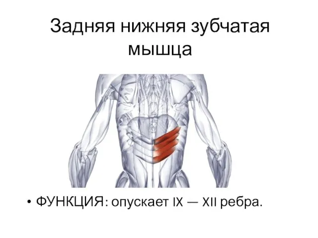 Задняя нижняя зубчатая мышца ФУНКЦИЯ: опускает IX — XII ребра.