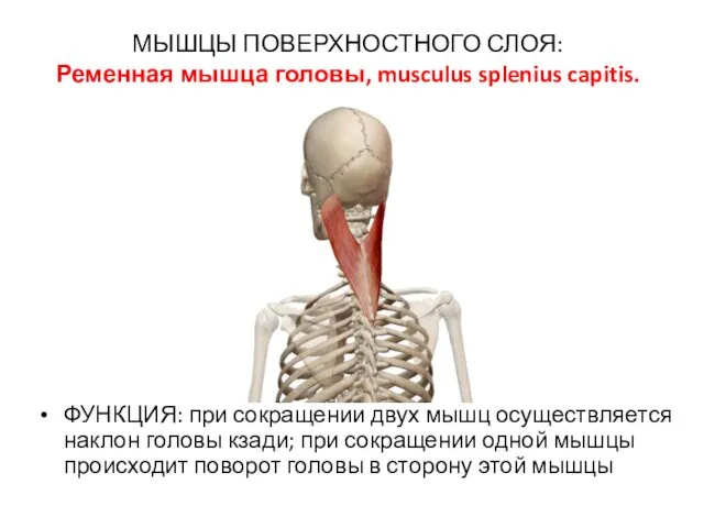 МЫШЦЫ ПОВЕРХНОСТНОГО СЛОЯ: Ременная мышца головы, musculus splenius capitis. ФУНКЦИЯ: