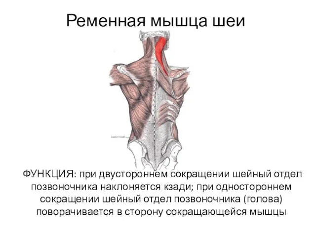Ременная мышца шеи ФУНКЦИЯ: при двустороннем сокращении шейный отдел позвоночника
