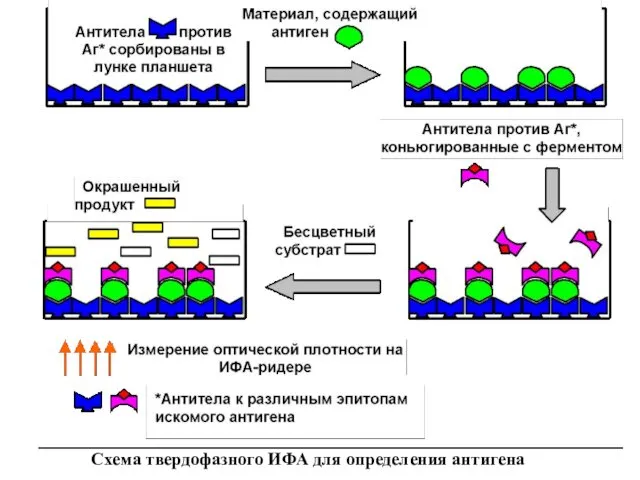 Схема твердофазного ИФА для определения антигена