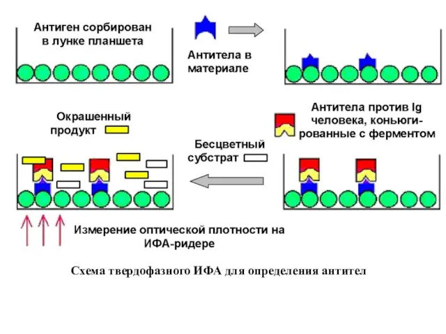 Схема твердофазного ИФА для определения антител