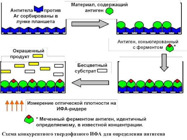 Схема конкурентного твердофазного ИФА для определения антигена