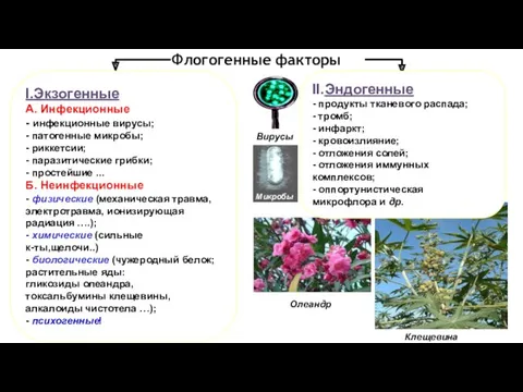 Клещевина Олеандр Вирусы I.Экзогенные А. Инфекционные - инфекционные вирусы; - патогенные микробы; -