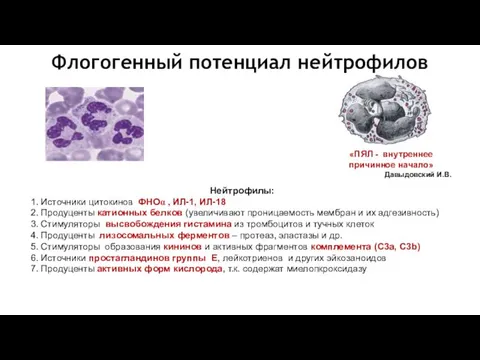 Нейтрофилы: 1. Источники цитокинов ФНОα , ИЛ-1, ИЛ-18 2. Продуценты катионных белков (увеличивают