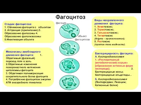 Стадии фагоцитоза: 1. Сближение фагоцита с объектом 2. Аттракция (прилипание) 3.Образование фагосомы 4.Образование