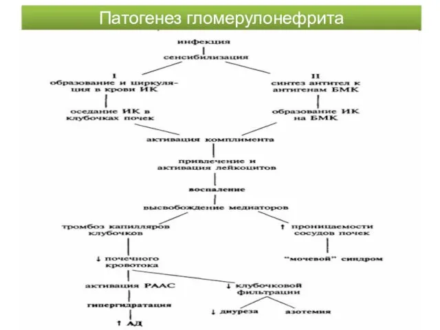 Патогенез гломерулонефрита