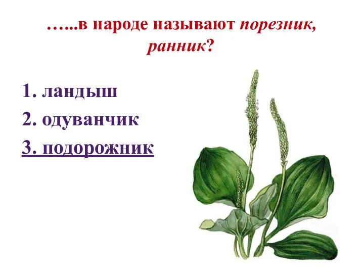 …...в народе называют порезник, ранник? 1. ландыш 2. одуванчик 3. подорожник