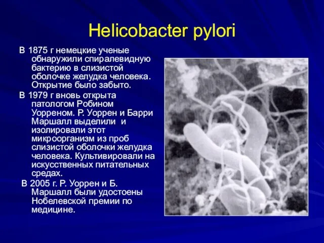 Helicobacter pylori В 1875 г немецкие ученые обнаружили спиралевидную бактерию